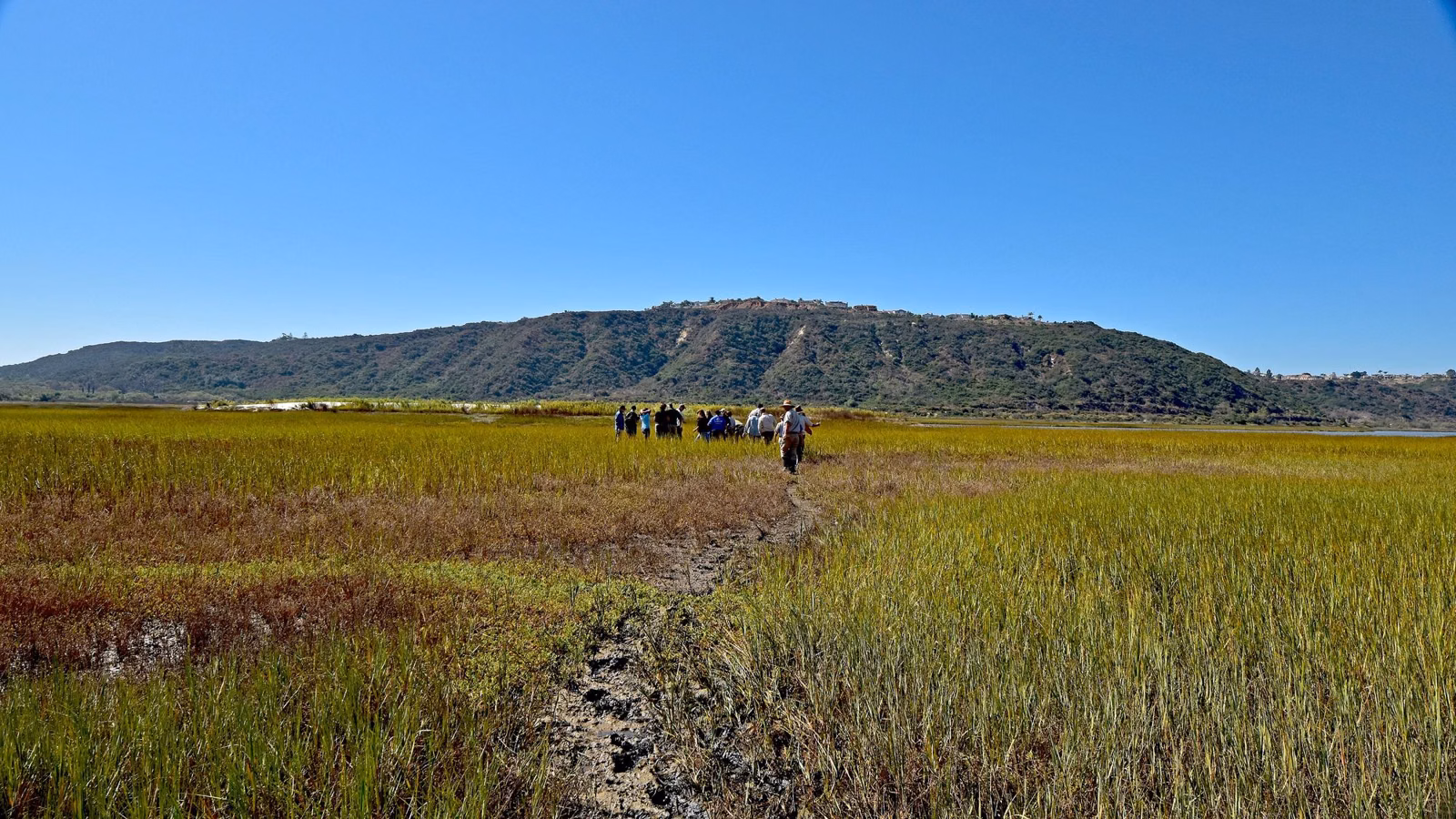 Biologists walking through the green salt marsh at Batiquitos Lagoon in Carlsbad under a clear sky