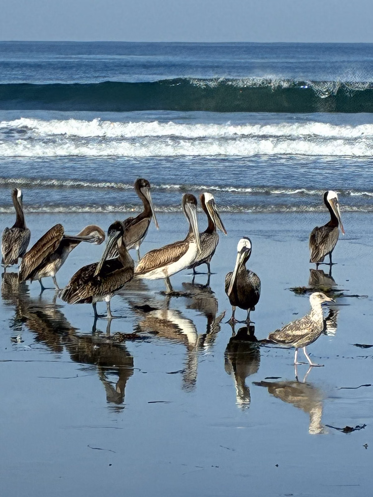 A flock of brown pelicans standing at the water's edge on a Carlsbad beach
