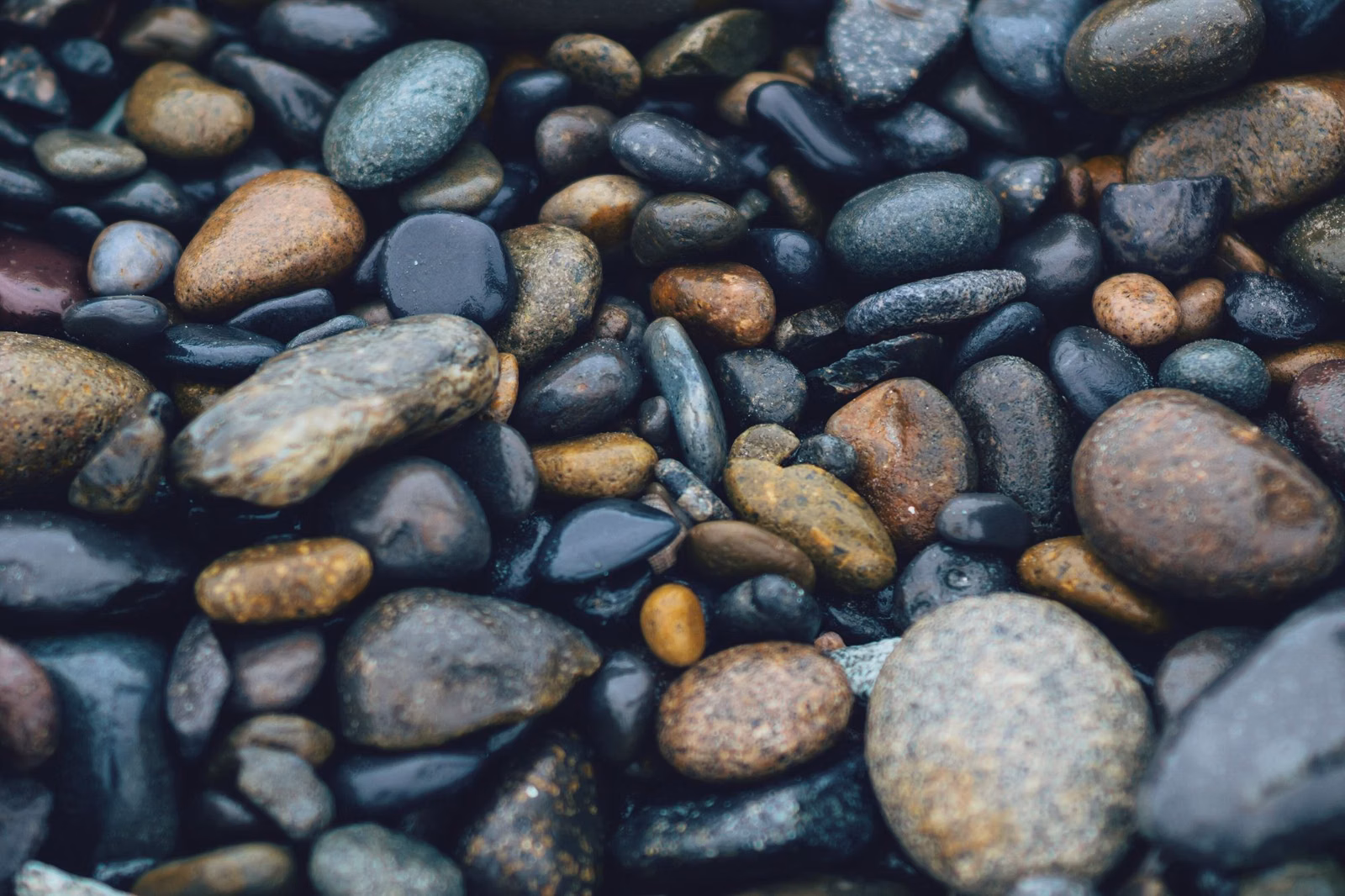 Close view of wet, rounded beach cobblestones, the kind a beachcombing walk looks at